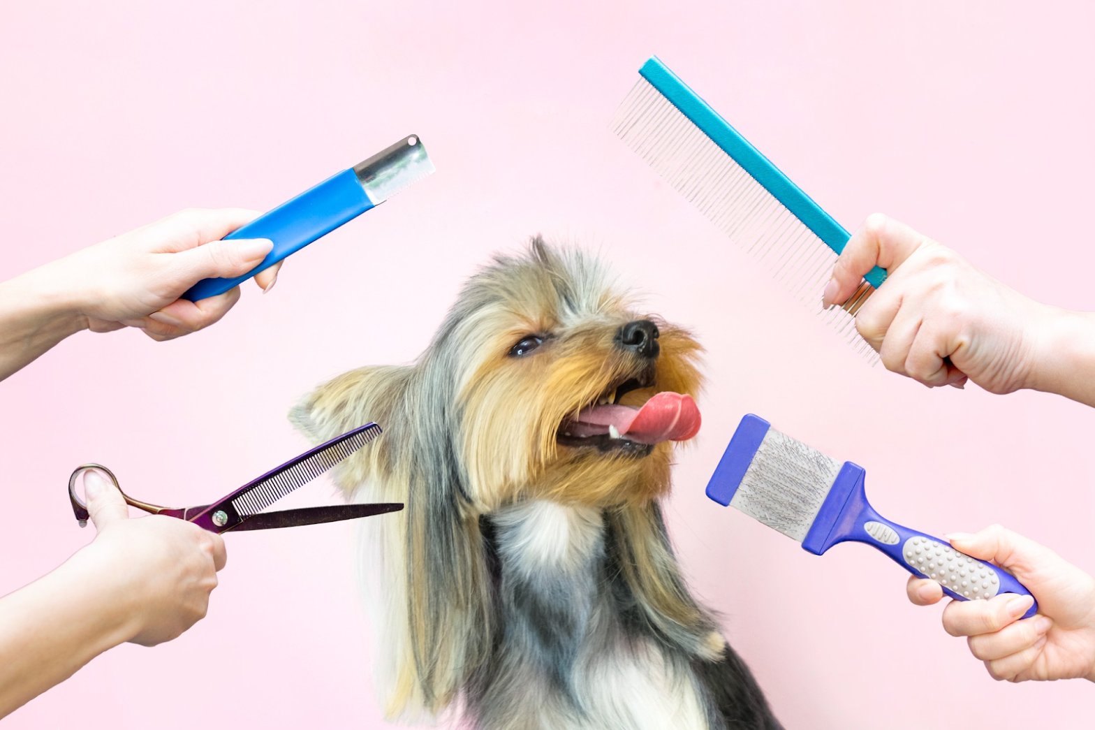 perro en peluqueria